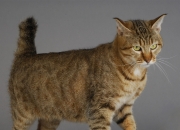 开云体育下载-赛道之外的领袖，萨内如何扛起全队，点亮F1新赛季揭幕战之夜